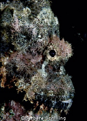 Scorpionfish showing his best side? by Barbara Schilling 